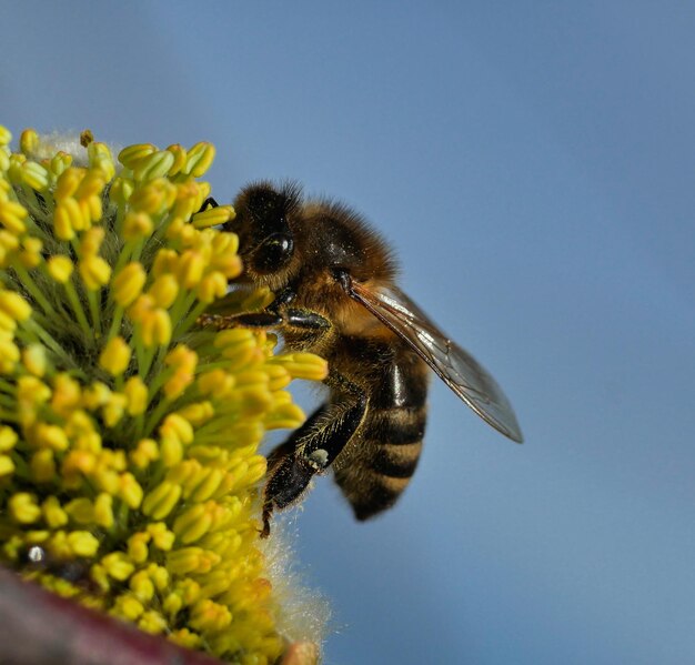 Foto bij op bloem .