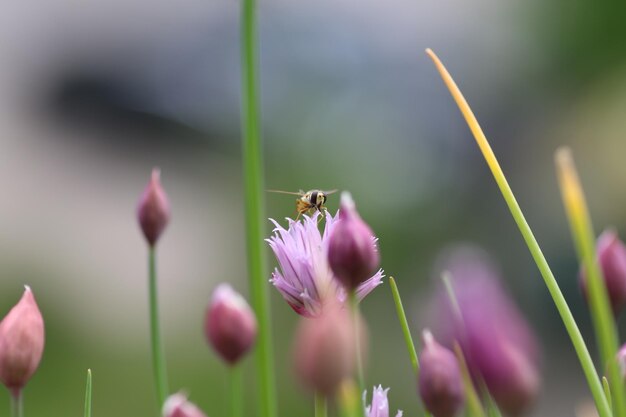 Foto bij op bloem