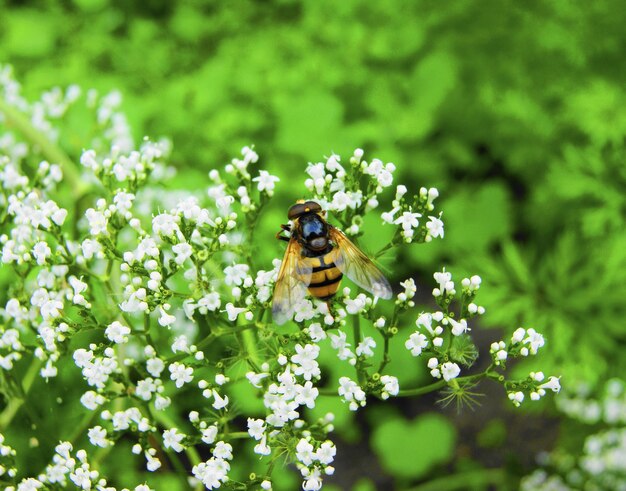 bij op bloem