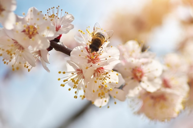 Bij op de bloem van de de lenteabrikoos