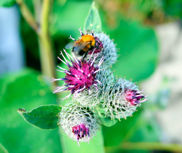 Bij op de bloem van de distel