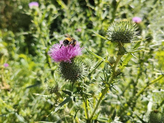 Bij op distel. Wilde hommel zuigt stuifmeel op de groene weide