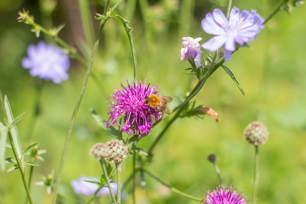 Bij op echinopseen bij verzamelt nectar van weidebloemen