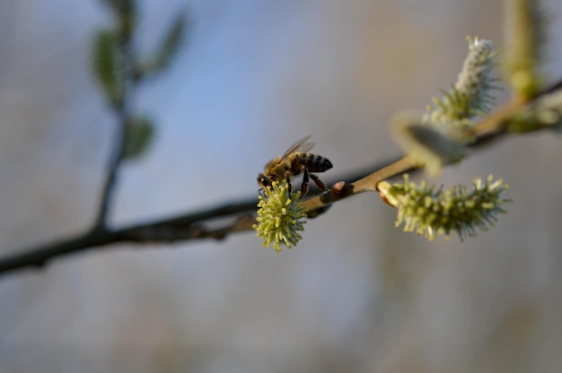 Bij op een bloeiend katje op een wilg die nectar verzamelt