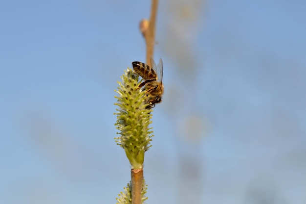 Bij op een bloeiend katje op een wilg die nectar verzamelt