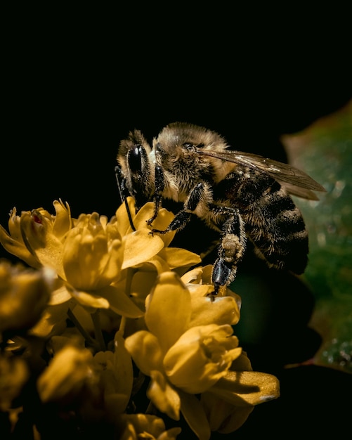 Bij op een bloem macrofotografie