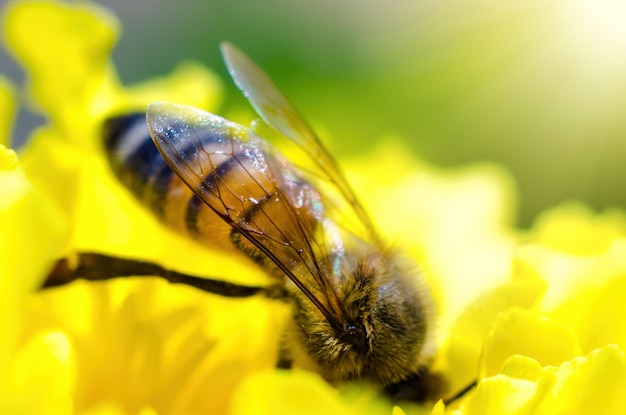 bij op een bloem