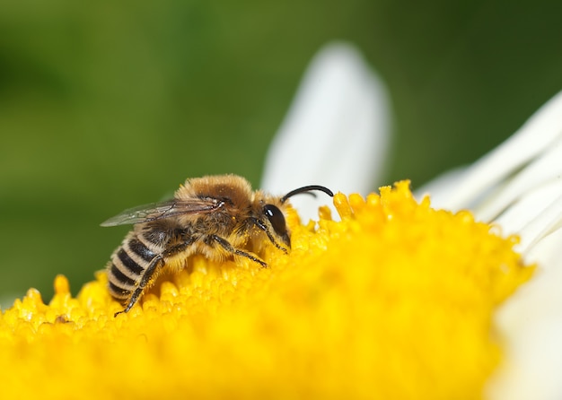 Bij op een bloem