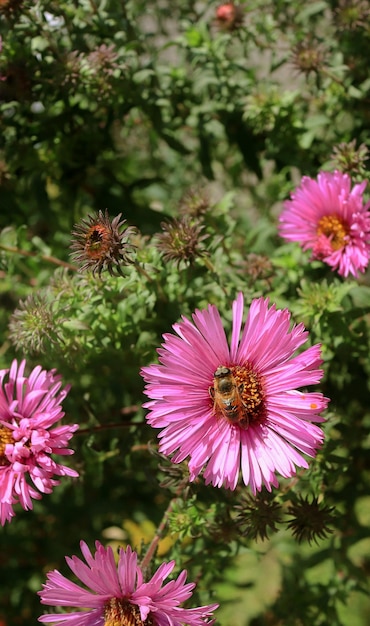 bij op een bloem