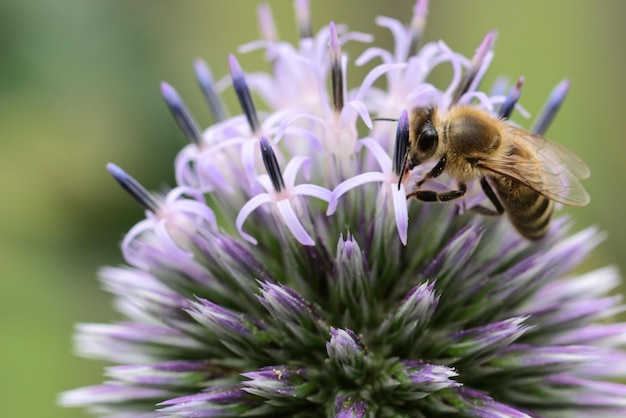 bij op een bloem