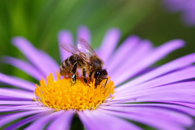 Bij op een bloem