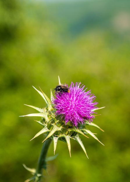 Bij op een distelbloem