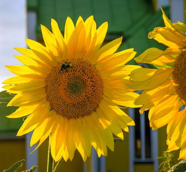 Bij op een gouden zonnebloembloem tegen de zon