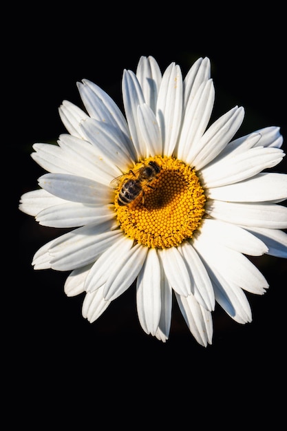 Bij op een kamillebloem Witte kamille op zwarte achtergrond