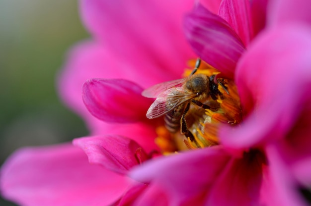 Bij op een roze dahlia bloem close-up macro