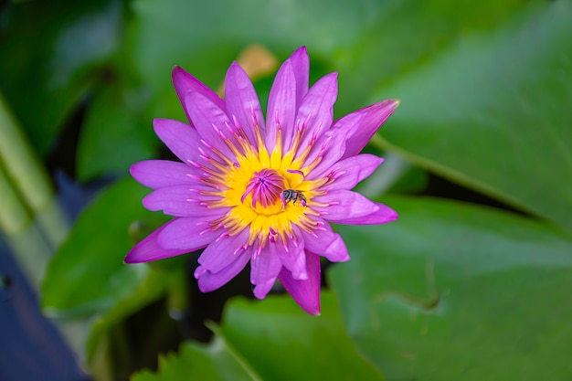 Bij op een roze lotusbloem die in de vijver bloeien.