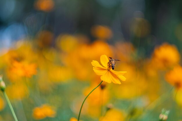 Bij op gele kosmosbloemen in de tuin