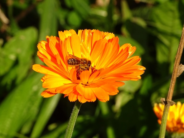 bij op goudsbloem