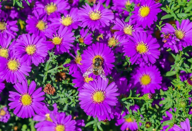 Bij op herfstbloemen chrysanthemum in de herfst in de natuur