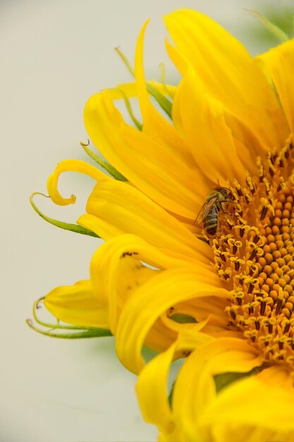 Foto bij op het hoofd van de zonnebloem