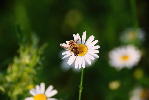 Bij op kamille bloem close-up foto