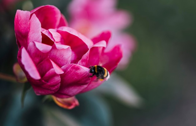 bij op pioen, macrofotografie