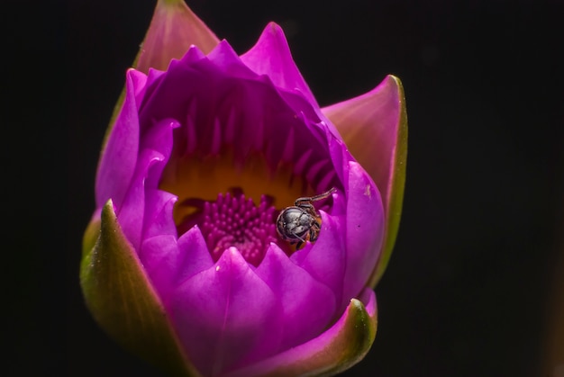 Bij op prachtige lotusbloem.