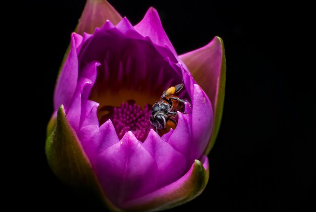 Bij op prachtige lotusbloem.