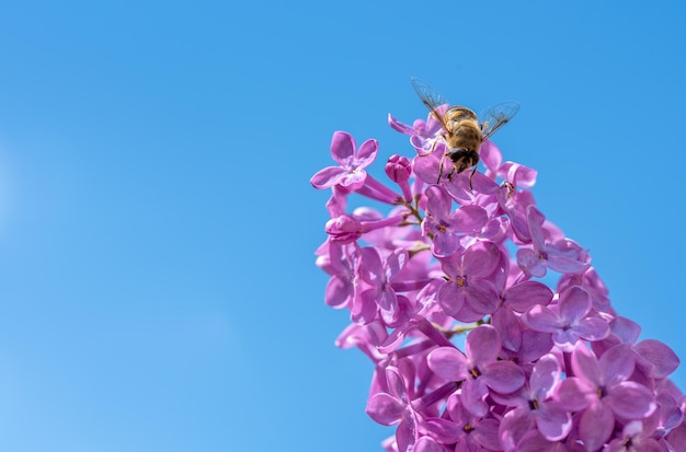 Bij op roze lila's