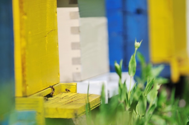 bij thuis in de wei met bloemen en vers groen gras in de lente