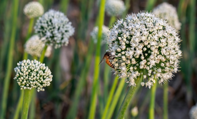 Bij verzamelt honing van een uienbloem close-up shot met selectieve focus