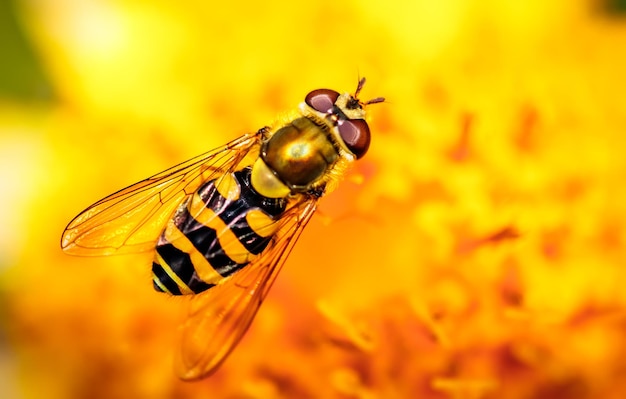 Bij verzamelt nectar van bloem crepis alpina