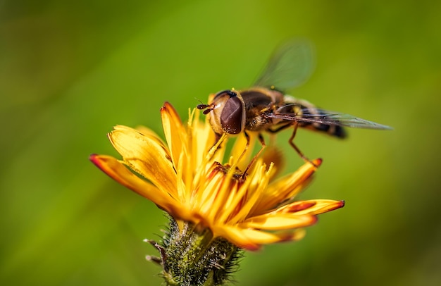 Bij verzamelt nectar van bloem crepis alpina