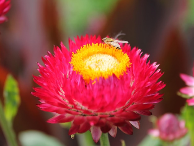 Bij verzamelt nectar van btona felrode asters