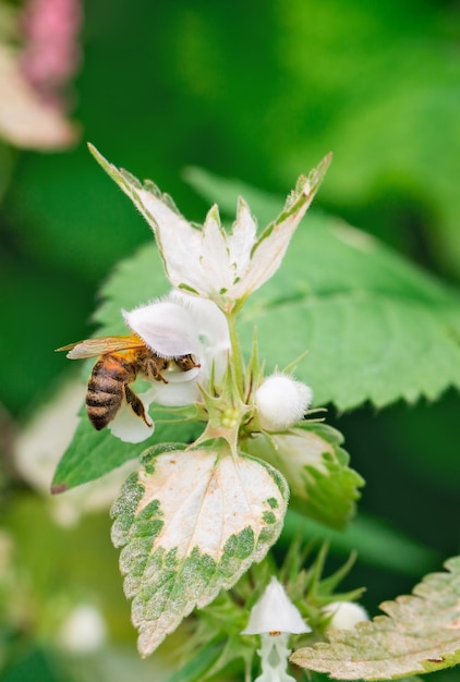 Bij verzamelt nectar van een witte bloemmacro