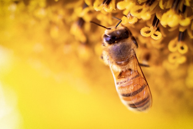 Bij verzamelt nectar van een zonnebloem