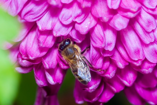 Bij verzamelt stuifmeel op een mooie roze bloem, macrofoto