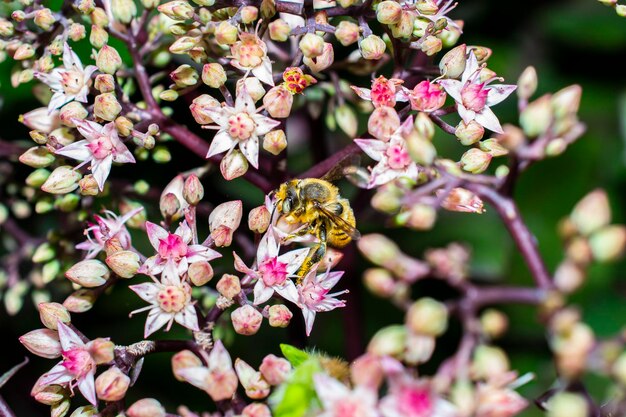 bij verzamelt stuifmeel van nectar op een bloembed in de tuin