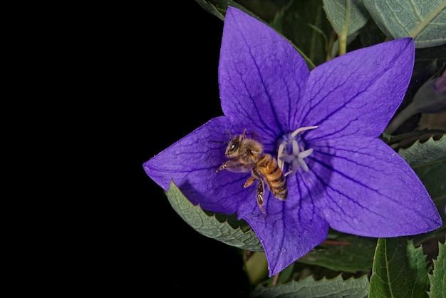 Bij vliegt van bloem naar je toe