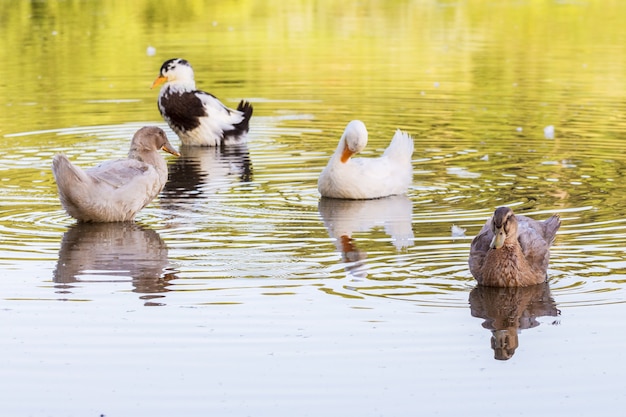 Bij zonnig weer drijven veelkleurige eenden langs het water van de rivier