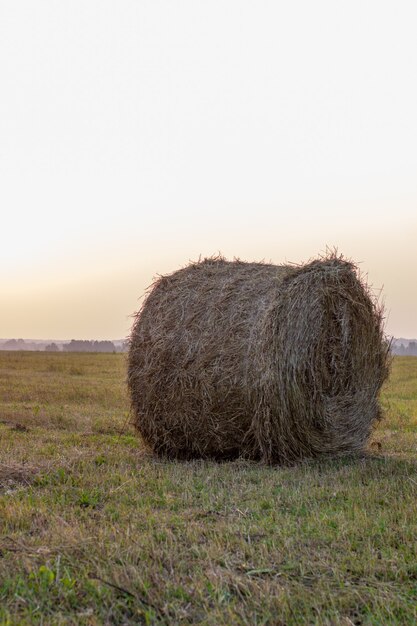 Bij zonsondergang Ronde baal geel hooi in het veld. Hooi oogsten voor het huishouden.