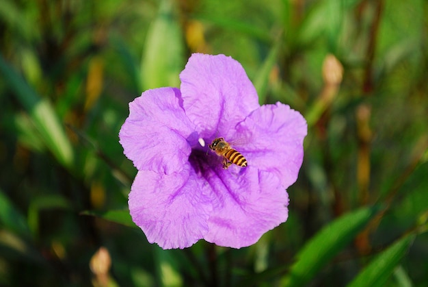 Bij zuigt de nectar uit de bloem