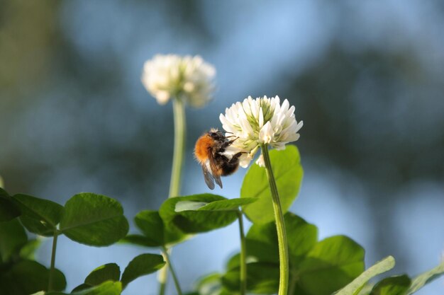 Foto bijen bestuifelen op een bloem