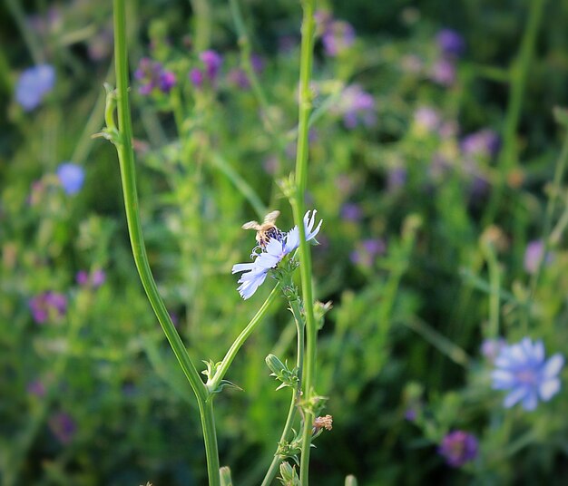 Foto bijen bestuiven centaurea montana die buiten bloeit