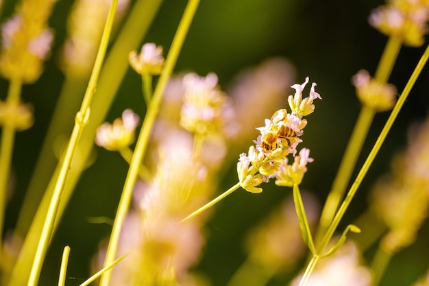 Bijen bestuiven een bloem in zonlicht in de zomerdag