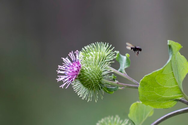 Bijen bestuiven een boordokbloem in Serra da Mantiqueira Brazilië Arctium-soort
