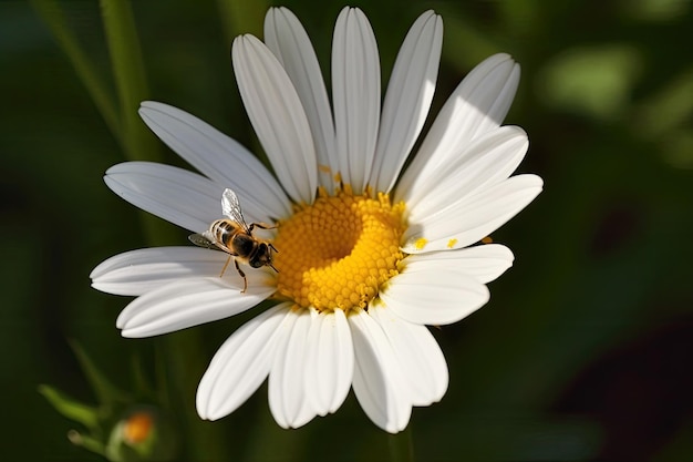Bijen bestuiven een madeliefjebloem in het veld Ai generatief
