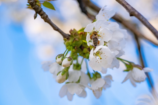 Bijen bestuiven in het voorjaar appelbloesem in de tuin.