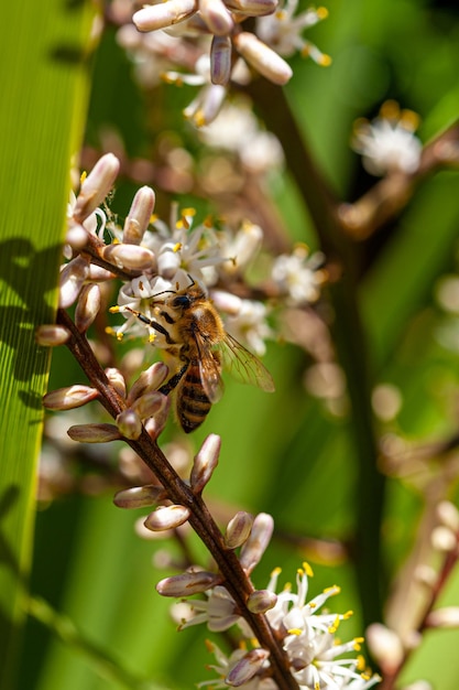Foto bijen bestuiven witte bloemen van cordyline australis bloemen, algemeen bekend als de koolboom