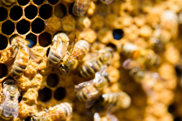 Bijen die aan honingraat werken.